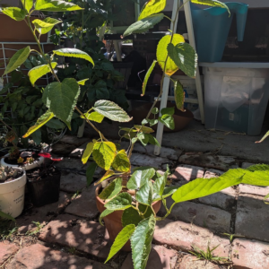 Dwarf Mulberry Bonzai