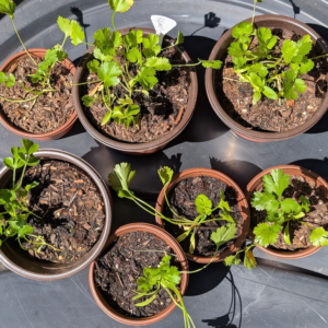 Herbs - Cilantro