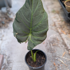 Elephant Ear - Indoor