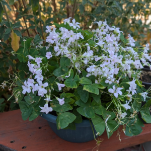 Flowering ground cover