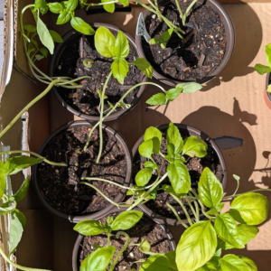 Herbs - Basil
