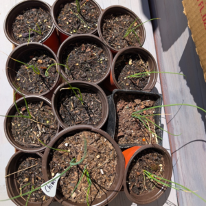 Herbs - Chives