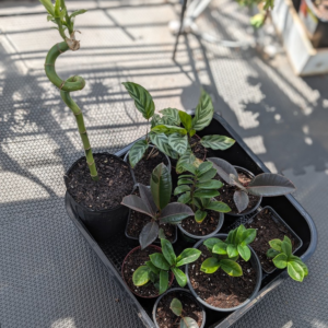 Various Indoor plants