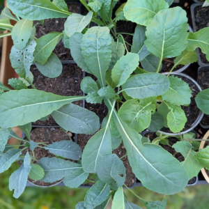 Kale