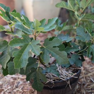 Fignomenal Fig Plant