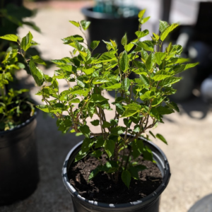 Mulberry Bush
