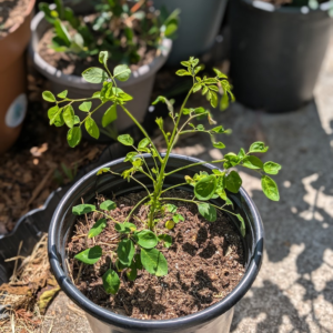 Moringa