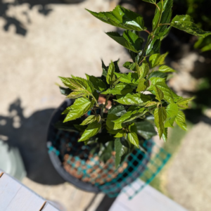 Mulberry Tree