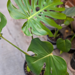 Split Leaf Philidendron - Indoor