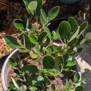 Pineapple Guava Tree