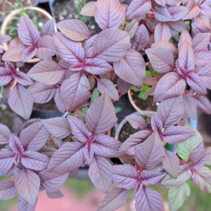 Red Amaranth