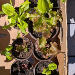 Red Lettuce