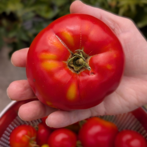 Fresh Produce