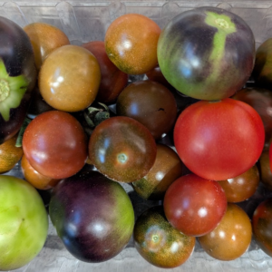 Tomato Plants