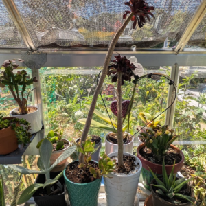 Succulents