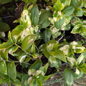 Variegated ground cover